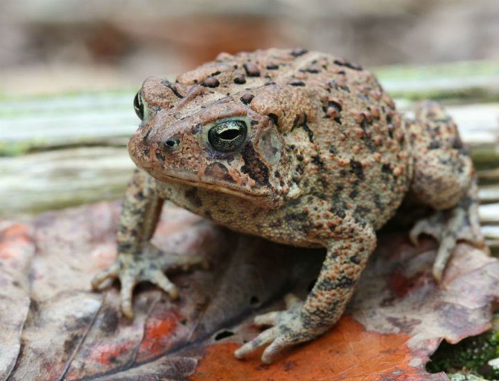 American Toad